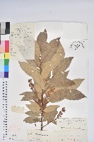 藏品(南燭)的圖片