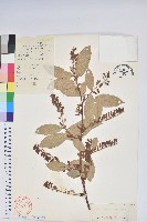 藏品(南燭)的圖片