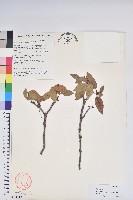 藏品(泡泡葉杜鵑)的圖片