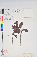 藏品(絹毛杜鵑)的圖片