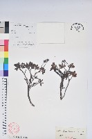 藏品(獨龍杜鵑)的圖片