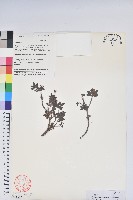 藏品(獨龍杜鵑)的圖片