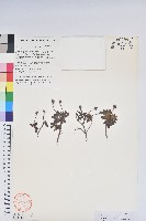 藏品(獨龍杜鵑)的圖片