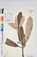 藏品(革葉杜鵑)的圖片