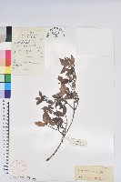 藏品(亮毛杜鵑)的圖片