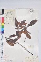 藏品(長蒴杜鵑)的圖片