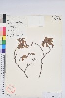 藏品(一朵花杜鵑)的圖片