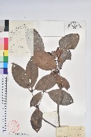 藏品(六角杜鵑)的圖片