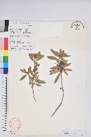 藏品(柳條杜鵑)的圖片