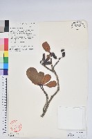 藏品(多趣杜鵑)的圖片