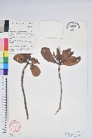 藏品(多趣杜鵑)的圖片