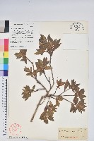 藏品(唐杜鵑、大屯杜鵑、中原氏杜鵑)的圖片