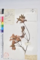 藏品(唐杜鵑、大屯杜鵑、中原氏杜鵑)的圖片