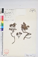 藏品(岩生杜鵑花)的圖片