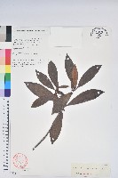 藏品(紅棕杜鵑)的圖片