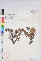 藏品(美被杜鵑)的圖片