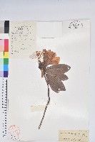 藏品(粗柄杜鵑花)的圖片