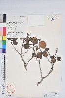 藏品(黃杯杜鵑)的圖片