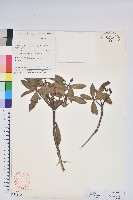 藏品(白面杜鵑)的圖片