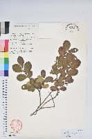 藏品(毛葉珍珠花)的圖片