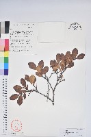 藏品(毛葉珍珠花)的圖片