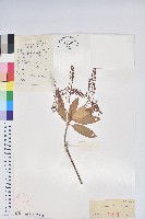 藏品(美麗馬醉木)的圖片