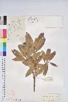 藏品(美麗馬醉木)的圖片