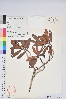 藏品(美麗馬醉木)的圖片