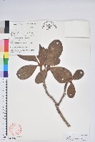 藏品(奪目杜鵑)的圖片