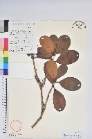 藏品(多趣杜鵑)的圖片