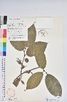 藏品(南燭)的圖片