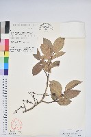 藏品(南燭)的圖片