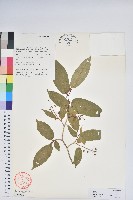 藏品(南燭)的圖片