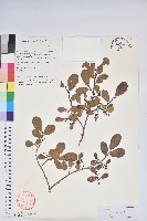 藏品(毛葉珍珠花)的圖片