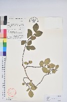 藏品(毛葉珍珠花)的圖片