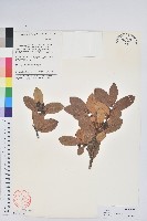 藏品(紅粉白珠)的圖片