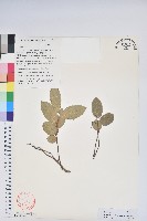 藏品(假短穗白珠)的圖片