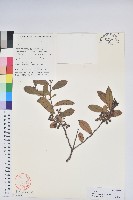 藏品(草黃白珠)的圖片