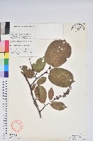 藏品(團葉南燭)的圖片