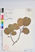 藏品(團葉南燭)的圖片