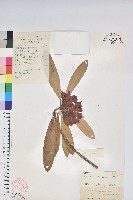 藏品(馬纓花)的圖片