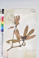 藏品(馬纓花)的圖片