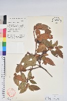 藏品(附生杜鵑)的圖片