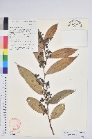 藏品(尾葉白珠)的圖片