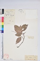 藏品(江南越橘)的圖片