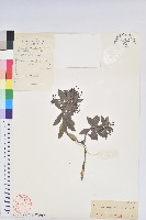 藏品(岩生越橘)的圖片