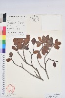 藏品(莢迷葉越橘)的圖片