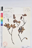 藏品(莢迷葉越橘)的圖片