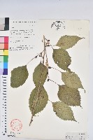 藏品(領春木)的圖片