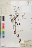 藏品(多葉唐松草)的圖片